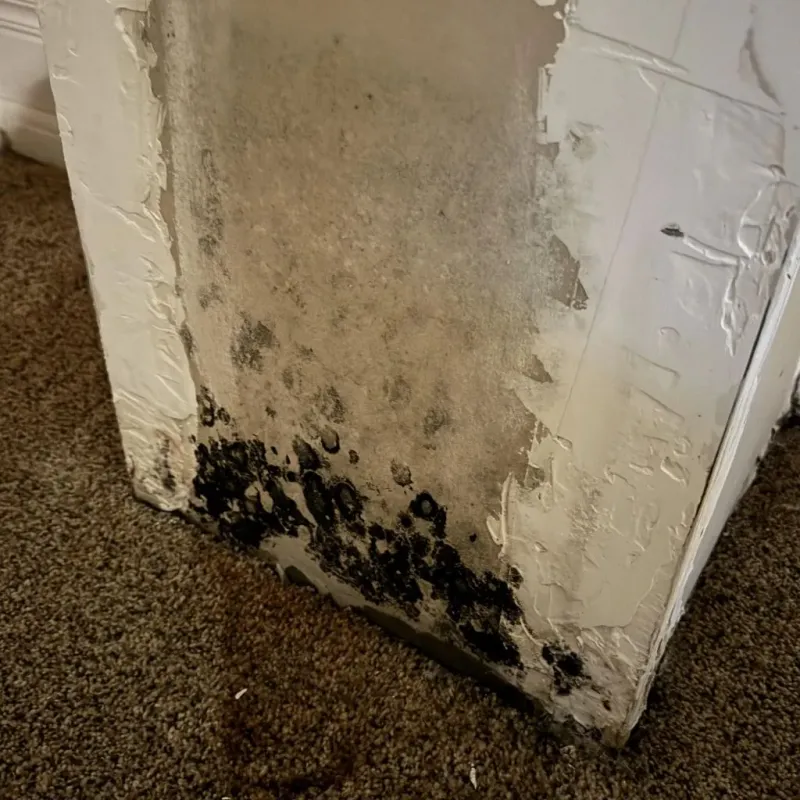 Professional Mold Removal in Tuscola, IL